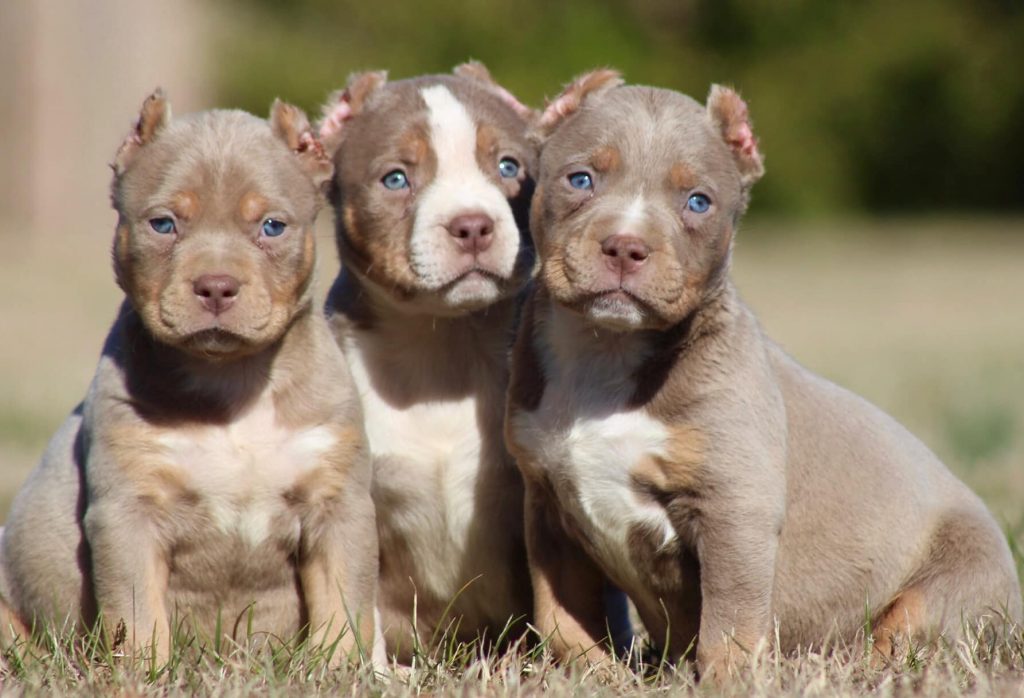 Tri Bully Puppies / What Are The Tri Color Bullies - What are all the diffe...